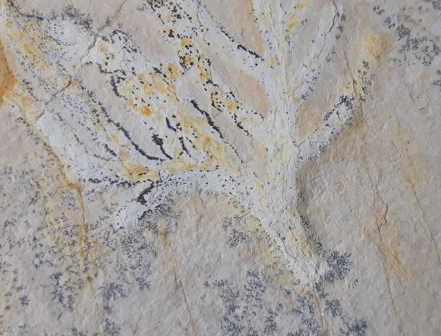 Brachyphyllum nepos SAPORTA - Bild &copy; FossNet FossilienStore
